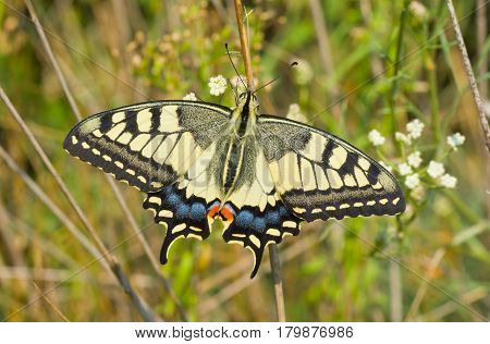Old World Swallowtail (Papilio machaon) butterfly in its habitat - in the field located in central Ukraine.