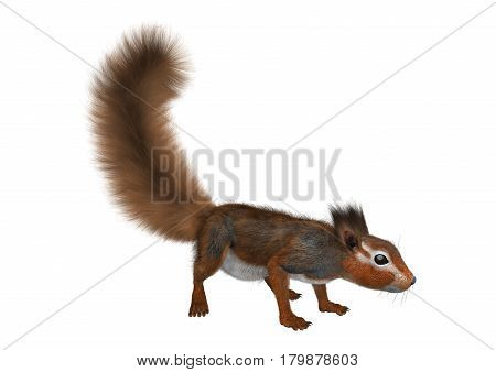 3D Rendering Red Bush Squirrel On White