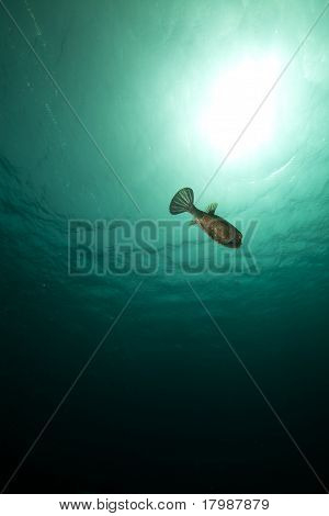 Boxfish ja Sun Punaisellemerelle.