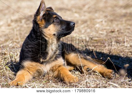 German shepherd puppy lies - adorable german shepherd puppy with floppy ears