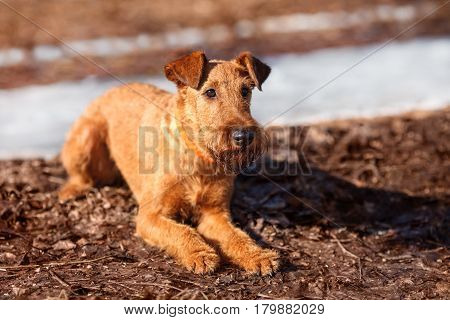 The Irish Terrier lays on the ground and looking forward