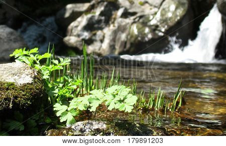 Grass in the river with a waterfall