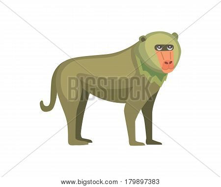 Baboon monkey cartoon illustration. Wildlife of africa vector