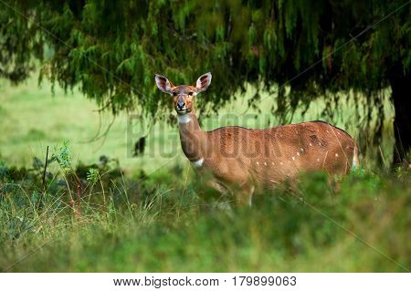 The mountain nyala live in some parts of Ethiopia and is an endangered species. In the photo a female
