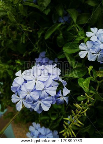 Close up picture of cape leadwort in the garden.