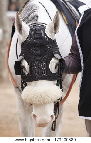 Race horse head detail with blinkers. Paddock area. Vertical