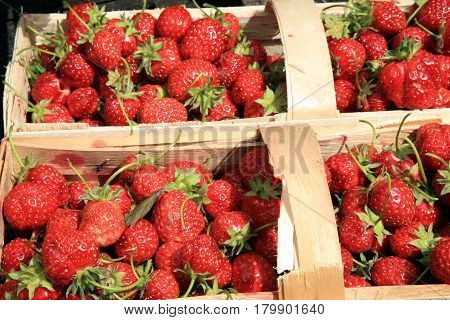 Strawberries in the punnet on natural background roses in country garden.