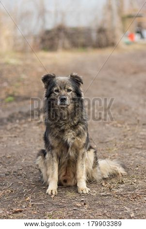 Portrait of old wise dog guarding its home sitting on the street