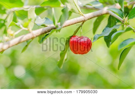 One red and sweet cherries on a branch just before harvest