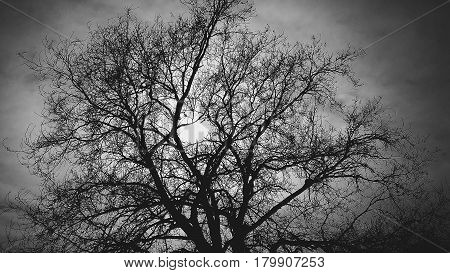 the tree behind the sun on a black background branches