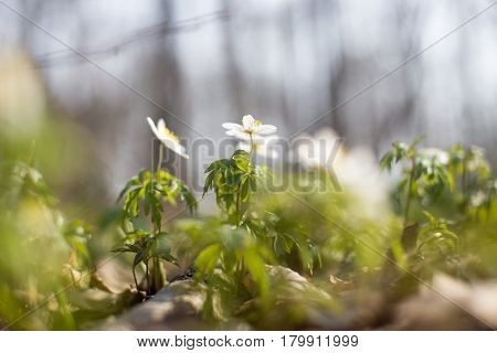 Spring Early Young Crocuses In Bright Sun Rays