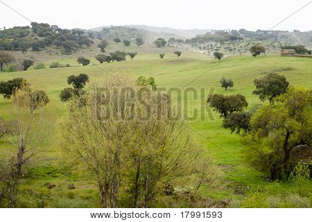 Countryside Landscape