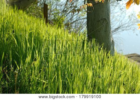 Grassblades closeup on a field