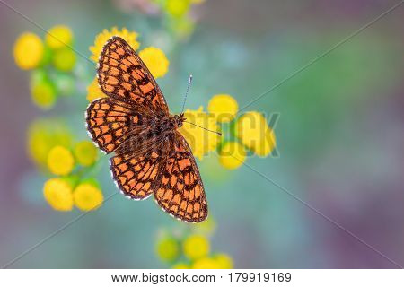 Heath Fritillary Butterfly On Yellow Flowers With Green And Purple Background