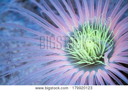 Illuminated pink tube sea anemone close up