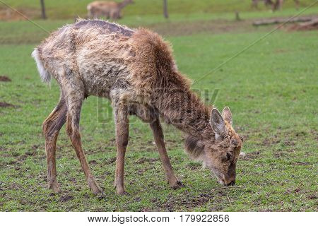 Shedding deer without a horn grazing in a meadow. Animals