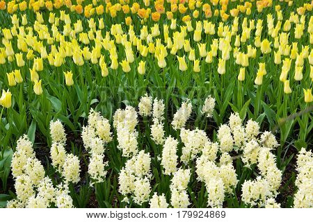 Yellow tulips and white hyacinth flowers blossom in spring garden.