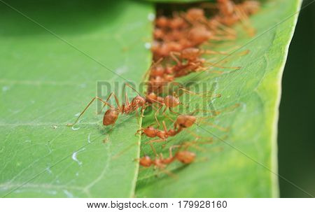 Ants Stitching Leaves Together Unity and Teamwork Concept