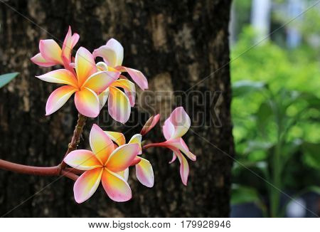 Yellow Pink Colors Frangipani Flower Close up