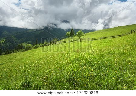 View at trees on a mountain hill at daytime. Mountain landscape in summer with cumulus clouds. Mountain meadow with fresh green grass. View at a mountain valley in summer.