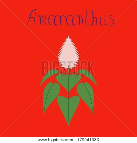 flat illustration on stylish background herb amaranthus