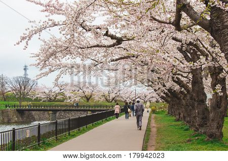A beautiful cherry blossom walkway with people walking Hakodate Hokkaido