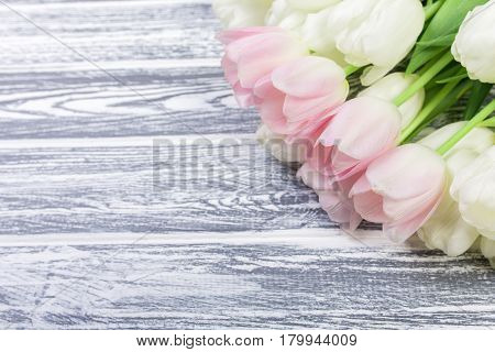 Pink and White Very Tender Tulips on White, Gray Wooden Background. Copyspace