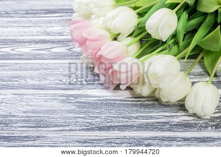 Pink and White Very Tender Tulips on White, Gray Wooden Background. Copyspace