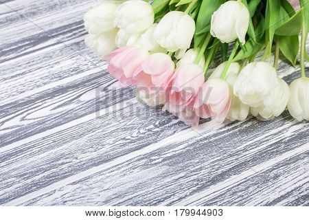 Pink and White Very Tender Tulips on White, Gray Wooden Background. Copyspace