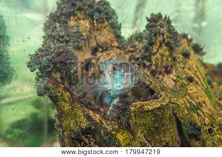 Aquarian Fish. Turquoise Okara.