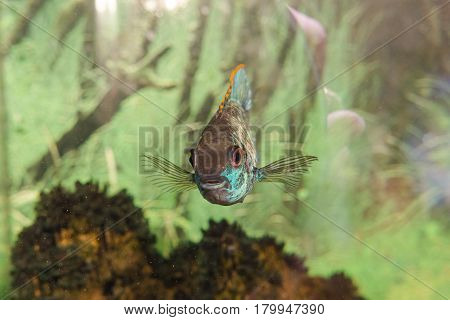 Aquarian Fish. Turquoise Okara.