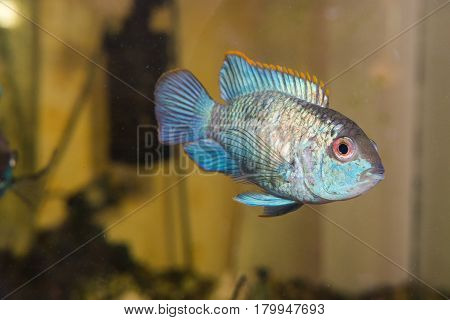 Aquarian Fish. Turquoise Okara.