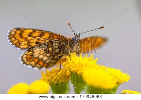 Underside Wings Of Heath Fritillary Butterfly