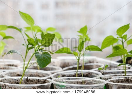 Small plants in plastic containers sprouting from seed on blurred urban background