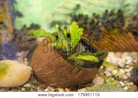 Aquarian Plants. Plants In A House Aquarium.