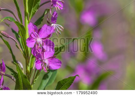 Detail Of Willow Weed Flowers