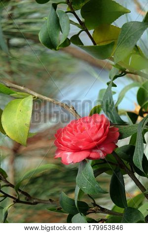 Beautiful blossoming camellia on a blurred background