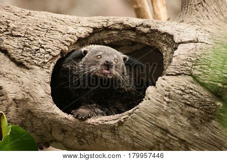 Close up for rare and amusing animal - binturong.