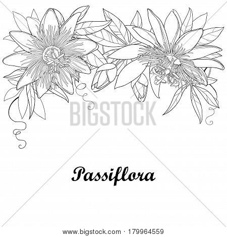 Vector garland with outline tropical Passiflora or Passion flowers, bud, leaves and tendril isolated on white background. Ornate floral elements in contour style for summer design and coloring book.