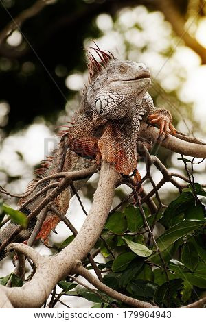 Fantastic gray iguana sitting in the top of a bush.