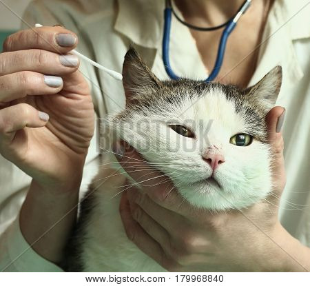 Veterinarian Woman Examine Siberian Cat