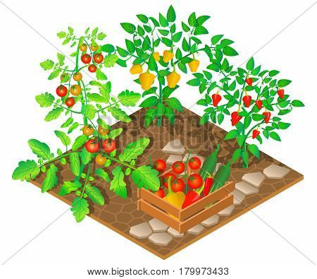 Growing peppers and tomatoes. 3D isometric view. Vector illustration.