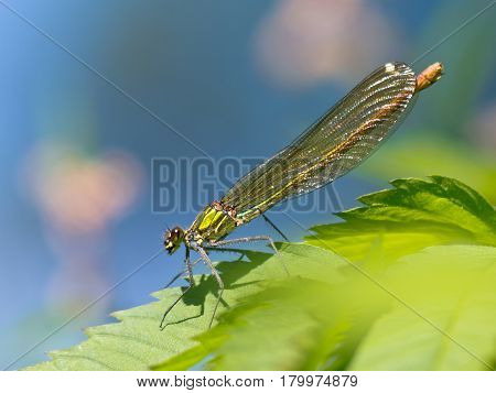 Damselfly On A Leaf