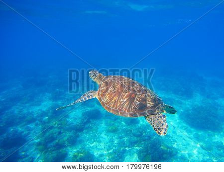 Green turtle swim in blue sea water. Snorkeling with tortoise. Wild green turtle in tropical lagoon. Oceanic environment with animals and seaweeds. Marine ecosystem. Vibrant scene in exotic seaside