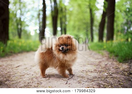 Pomeranian dog on a walk. Dog outdoor. Beautiful dog