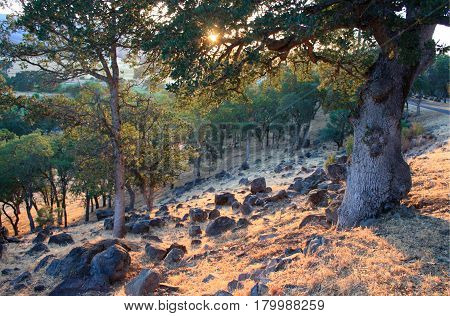 Sun setting in magically wooded Lake County California