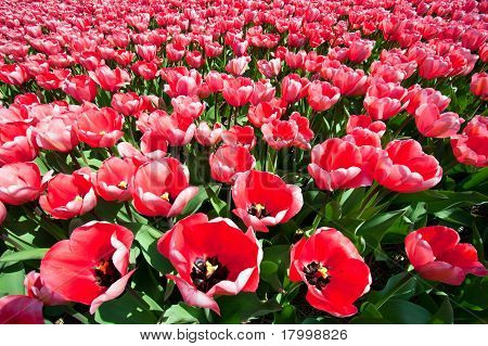 Tulipan felt
