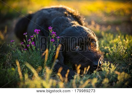 Cute black mutt dog on spring meadow during sunset.