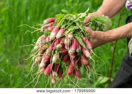 Radish in hand. Hands gardener. Work-worn hands. Farmers hands with freshly radish. Freshly picked vegetables. Unwashed radishes with tops.