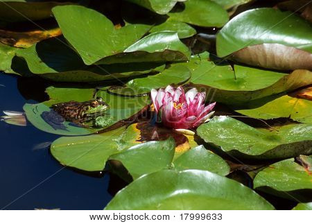 Frøen på Lily Pad